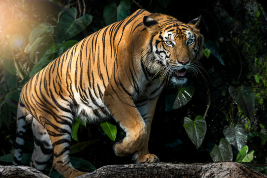 Here Comes the Tiger!