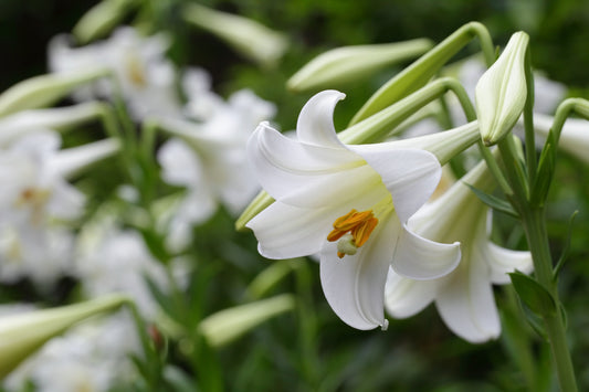 The Easter Lily