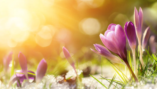 The Psychology of Spring